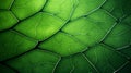 Green leaf macro background. Closeup texture and pattern of organic plant. Selected focus. Nature, foliage, biology Royalty Free Stock Photo