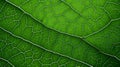 Green leaf macro background. Closeup texture and pattern of organic plant. Selected focus. Nature, foliage, biology Royalty Free Stock Photo