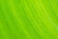 Green leaf macro background Royalty Free Stock Photo