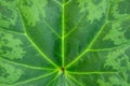 Green leaf macro background Royalty Free Stock Photo