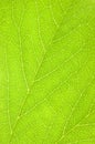 Green Leaf Macro Background Texture Royalty Free Stock Photo