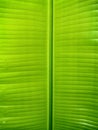 Green leaf macro close-up closeup Royalty Free Stock Photo