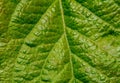 Macro Green Leaf Texture Background Royalty Free Stock Photo