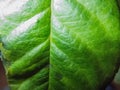 Macro Photo Of Leaf Texture.