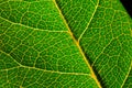 Green leaf macro, detail veining