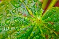 Green Leaf Macro Dew Drops Royalty Free Stock Photo