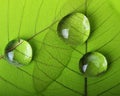 Green leaf macro with drops Royalty Free Stock Photo