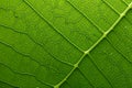 green leaf macro. Generative AI