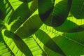 Green leaf macro, green fresh plants close up