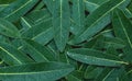 Green leaf macro. Green fresh plants close up for background