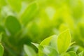 Green leaf macro, green fresh plants close up for nature concept