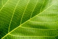 Green Leaf Macro Royalty Free Stock Photo