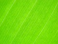 Green leaf macro lines