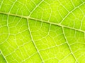 Green leaf macro lines Royalty Free Stock Photo