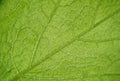 Green leaf with a macro magnification for the background image.