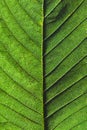 Green leaf. Macro photo of natural veined pattern as a creative background. Top view Royalty Free Stock Photo