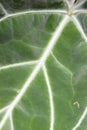 Green leaf Royalty Free Stock Photo