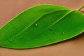 A Green leaf macro photograph