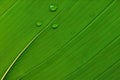 A Green leaf macro photograph