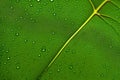 A Green leaf macro photograph