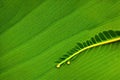 A Green leaf macro photograph