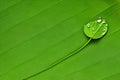 A Green leaf macro photograph