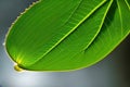 A Green leaf macro photograph