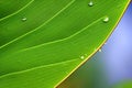 A Green leaf macro photograph