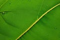 A Green leaf macro photograph