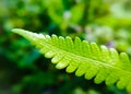 Green leaf macro photography close up macro Extreme Royalty Free Stock Photo