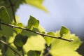 Green leaf Royalty Free Stock Photo