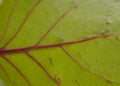 Green leaf macro with red veins creating a natural background Royalty Free Stock Photo