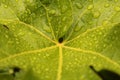 Green leaf macro shiny with raindrops on it.