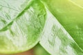 Green leaf macro shot with large beautiful drops of transparent rain water or dew with sun rays or glare. Beautiful leaf texture Royalty Free Stock Photo