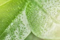 Green leaf macro shot with large beautiful drops of transparent rain water or dew with sun rays or glare. Beautiful leaf texture Royalty Free Stock Photo