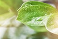 Green leaf macro shot with large beautiful drops of transparent rain water or dew with sun rays or glare. Beautiful leaf texture Royalty Free Stock Photo