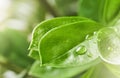 Green leaf macro shot with large beautiful drops of transparent rain water or dew with sun rays or glare. Beautiful leaf texture Royalty Free Stock Photo