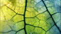 Green leaf macro showing detailed intricate venation pattern and cellular structure with light passing through Royalty Free Stock Photo