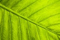 Green leaf macro texture Royalty Free Stock Photo