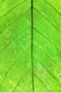 Green leaf Royalty Free Stock Photo