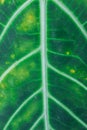 Green leaf macro texture background. Royalty Free Stock Photo