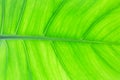 Green leaf macro texture Royalty Free Stock Photo