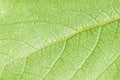 Green leaf macro texture Royalty Free Stock Photo