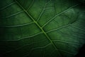 Green leaf macro texture. Generate Ai Royalty Free Stock Photo