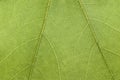 Green leaf macro texture