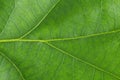 Green leaf macro. Texture of nature Royalty Free Stock Photo