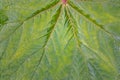 Green leaf macro texture. Royalty Free Stock Photo