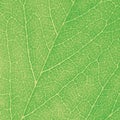 Green Leaf Macro Textured Closeup Large Detailed Abstract Background Texture Pattern Detail