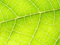 Green leaf macro vains bright Royalty Free Stock Photo