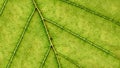 Green leaf macro and veins details. Ecology concept background. Royalty Free Stock Photo